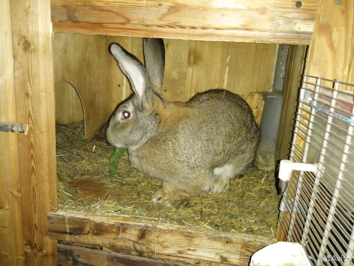 кролики мясных пород авито. кролики мясных пород авито. кролики мясных пород авито. кролики мясных пород авито.