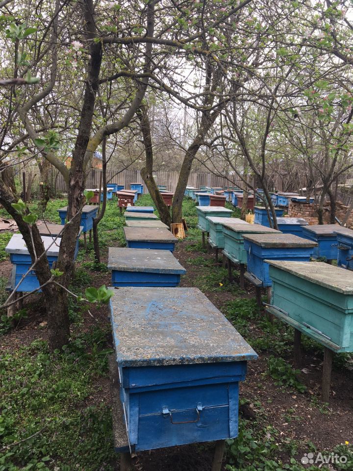 Продаются пчёлы купить на Зозу.ру - фотография № 2