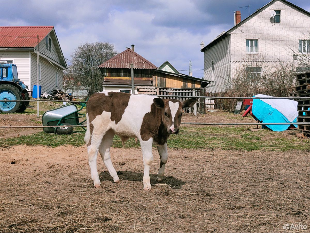 Бык бычок телочка коровы купить на Зозу.ру - фотография № 9