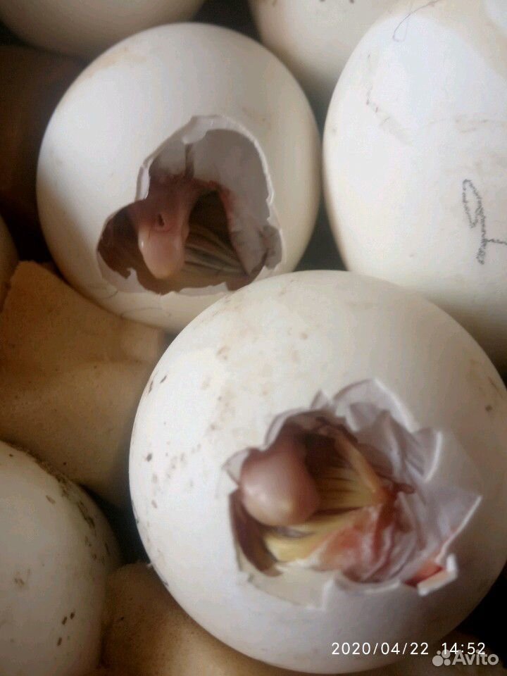 Яйцо гусиное инкубационные купить на Зозу.ру - фотография № 6