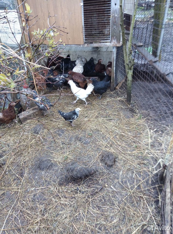 Бентамки семья, павловский петух+курица, цыплята д купить на Зозу.ру - фотография № 2