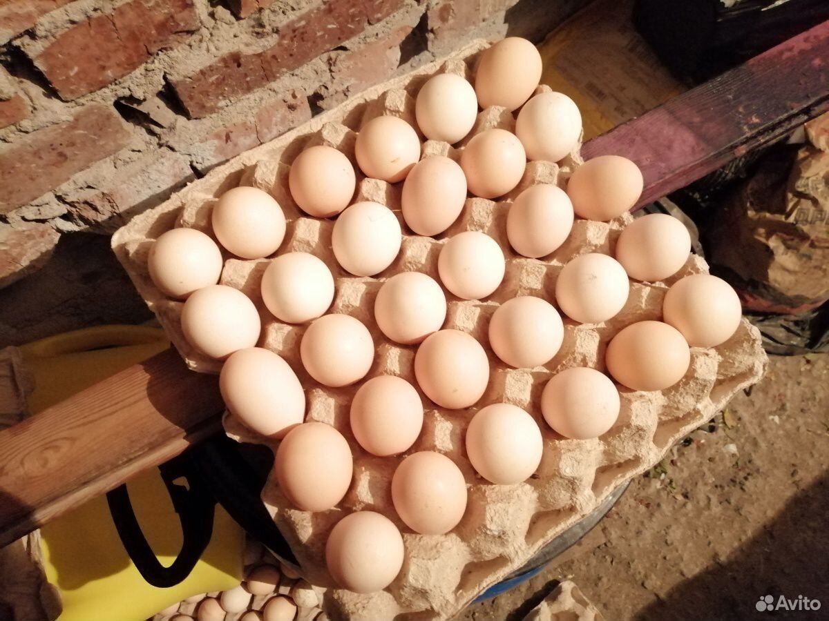 Яйца инкубационные Брамы куропатчатой купить на Зозу.ру - фотография № 1