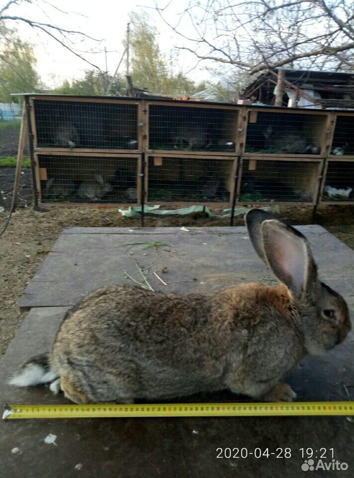Кролики фландр и французкие бараны купить на Зозу.ру - фотография № 2