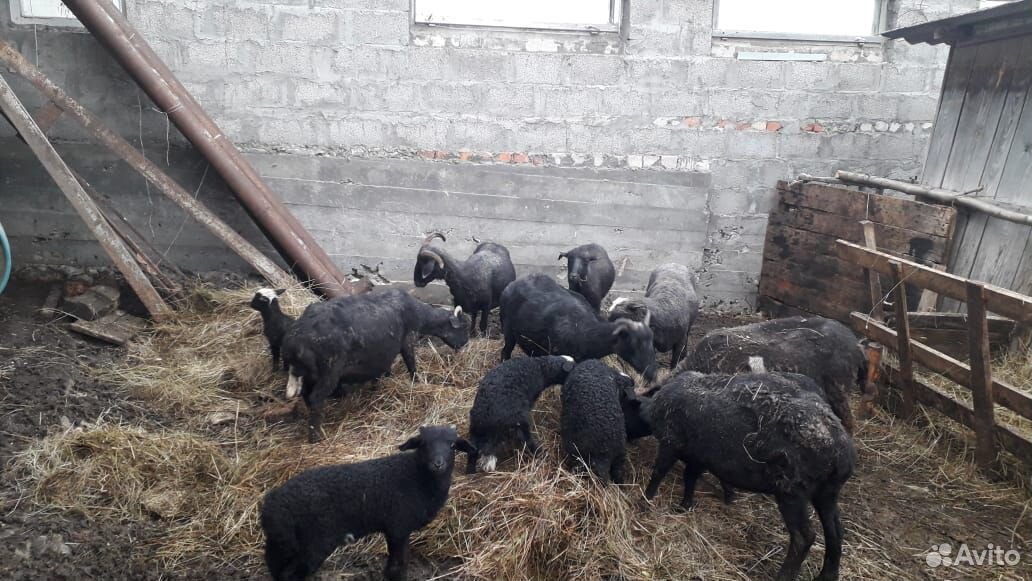 Продаются овцы с ягнятоми всего 7 овец у всех есть купить на Зозу.ру - фотография № 1