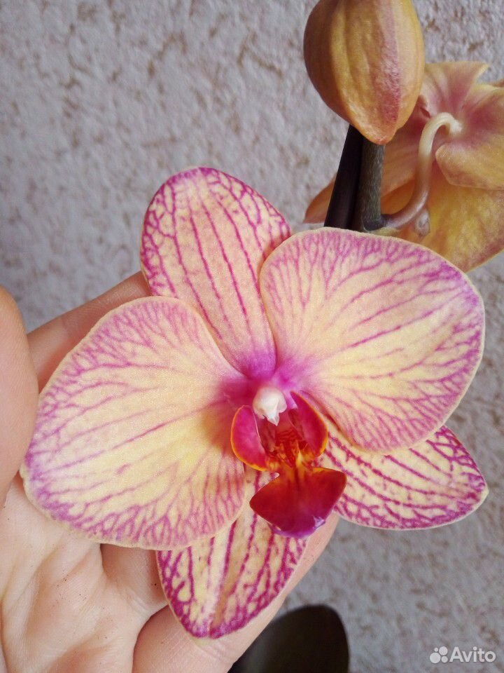 Продам орхидеи купить на Зозу.ру - фотография № 5