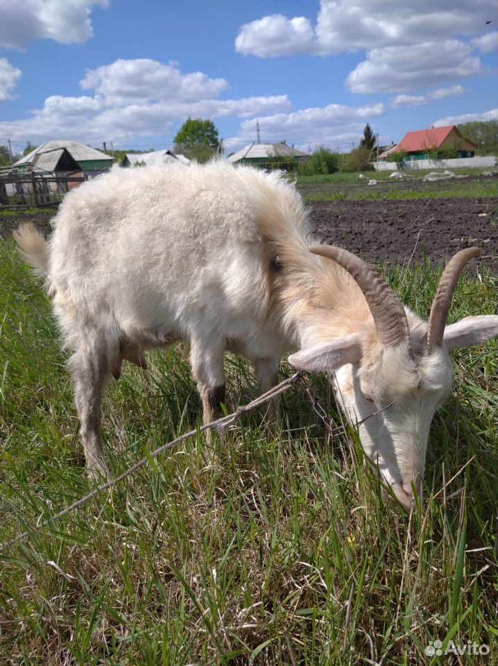 Продам козу дойную купить на Зозу.ру - фотография № 2