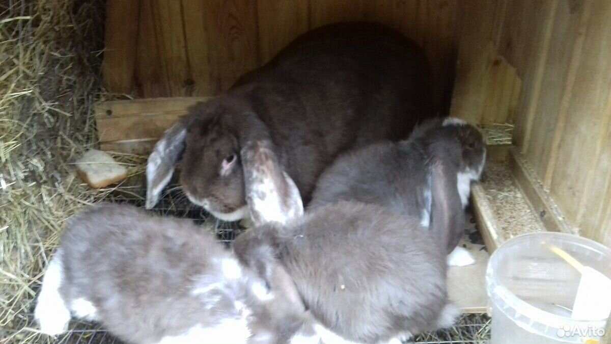Кролики французский баран чистопородные купить на Зозу.ру - фотография № 5