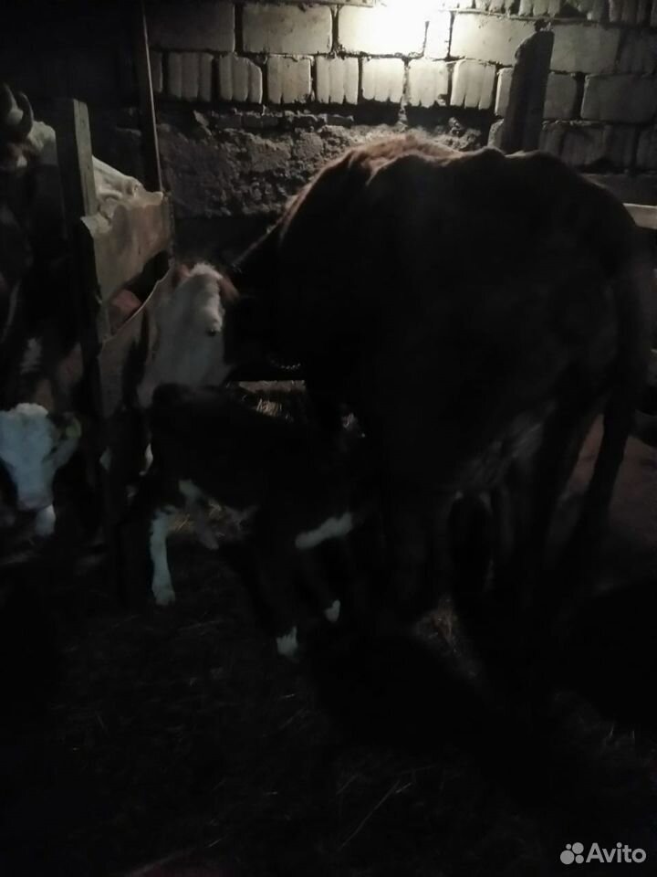 Продаю коров с телятами купить на Зозу.ру - фотография № 8