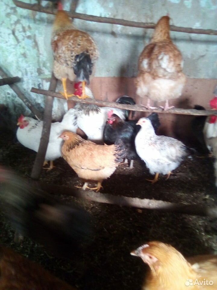 Продаю цыплят от различных пород купить на Зозу.ру - фотография № 8