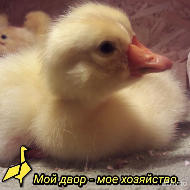Суточные гусята купить на Зозу.ру - фотография № 2