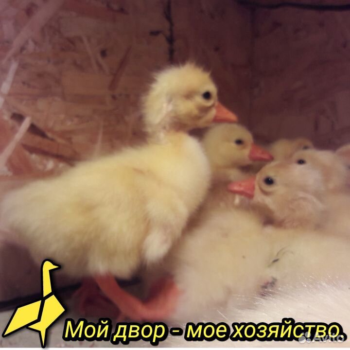 Суточные гусята купить на Зозу.ру - фотография № 5