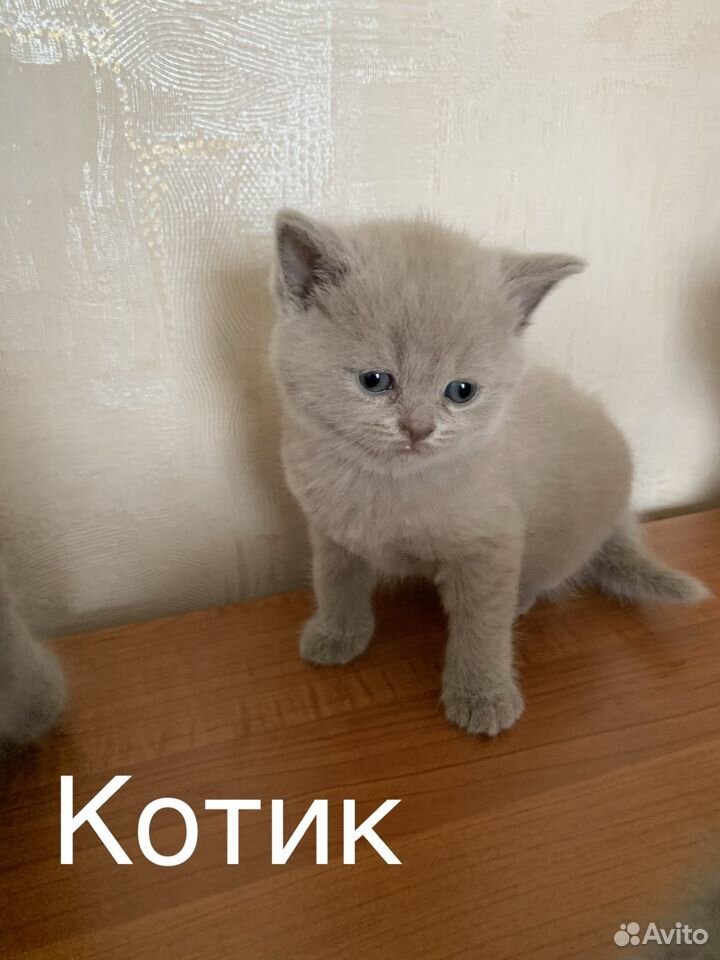 Котята Британские короткошерстные купить на Зозу.ру - фотография № 4
