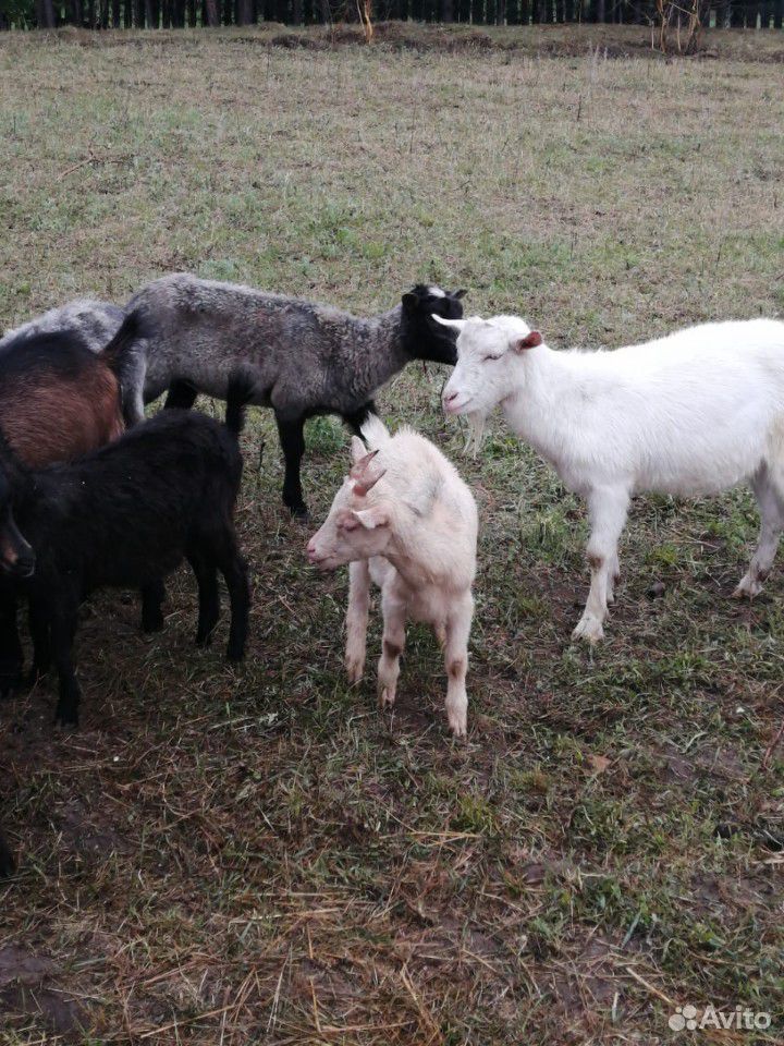 Продам козлят и овец купить на Зозу.ру - фотография № 6