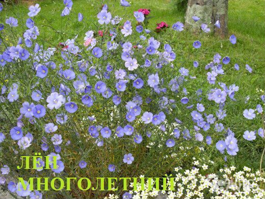 Цветы, кустарники для дизайна сада купить на Зозу.ру - фотография № 2