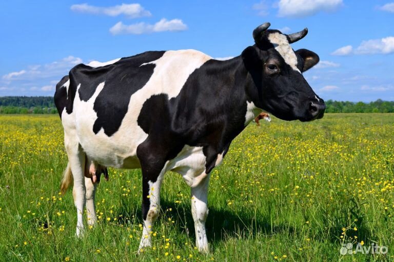 Продается молочная корова купить на Зозу.ру - фотография № 1