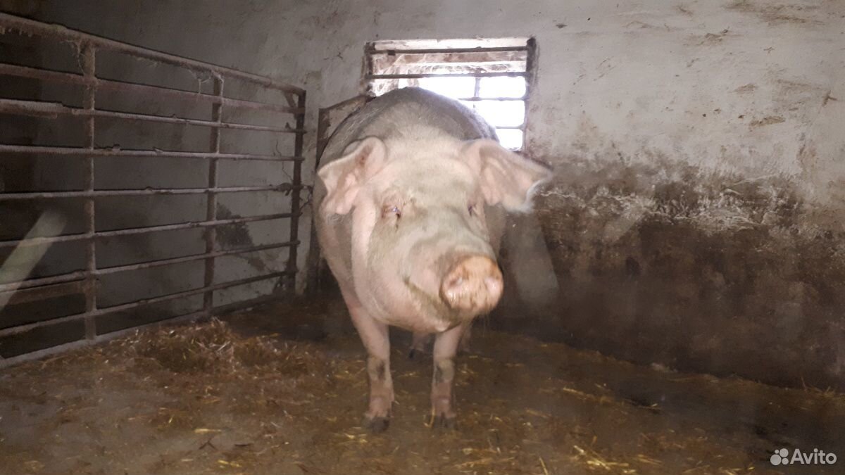 Свиньи живым весом купить на Зозу.ру - фотография № 1