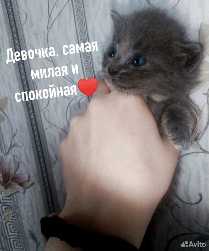 Милые котята в добрые руки купить на Зозу.ру - фотография № 4