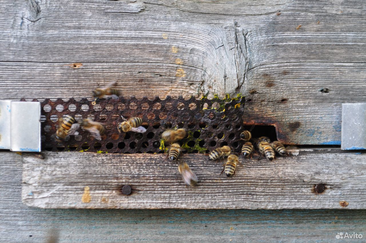 Продаю пчелосемьи пчелопакеты пчелы купить на Зозу.ру - фотография № 3