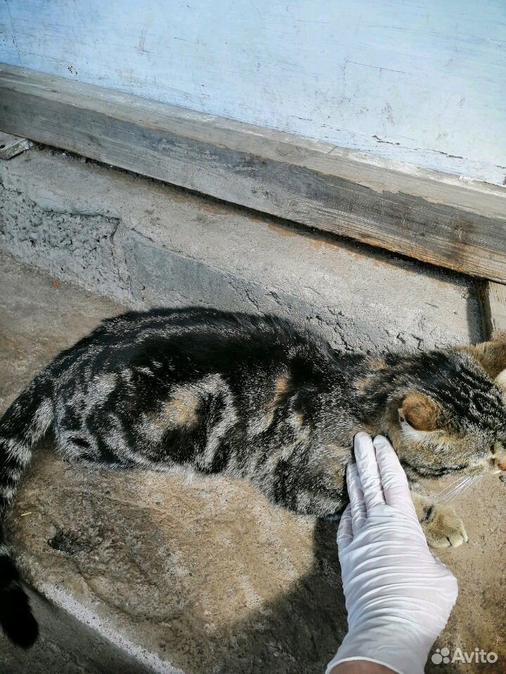 Отдам в хорошие руки, хорошего мраморного кота купить на Зозу.ру - фотография № 1