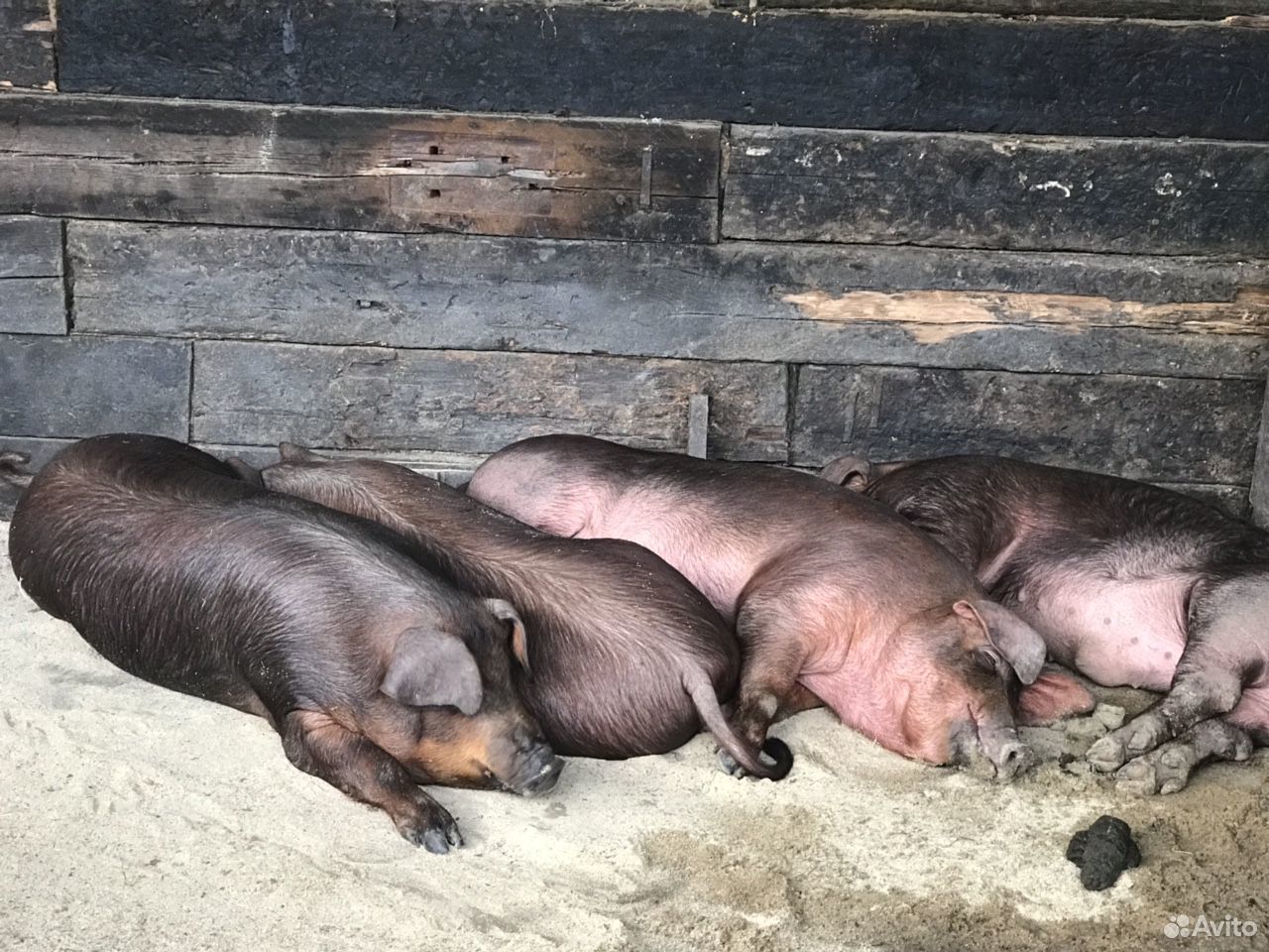 Свинки на свиноматок купить на Зозу.ру - фотография № 4