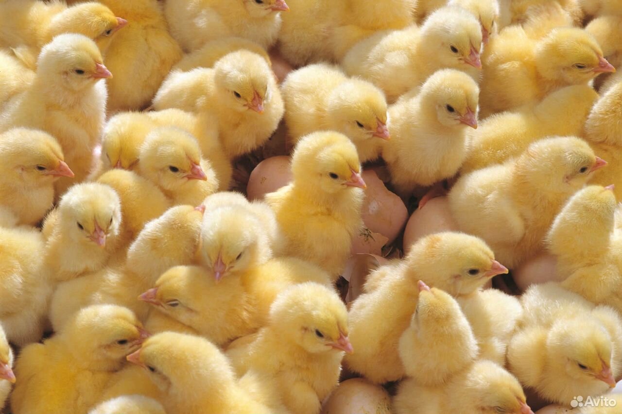 Цыплята брессгальские (французская мясная) купить на Зозу.ру - фотография № 1