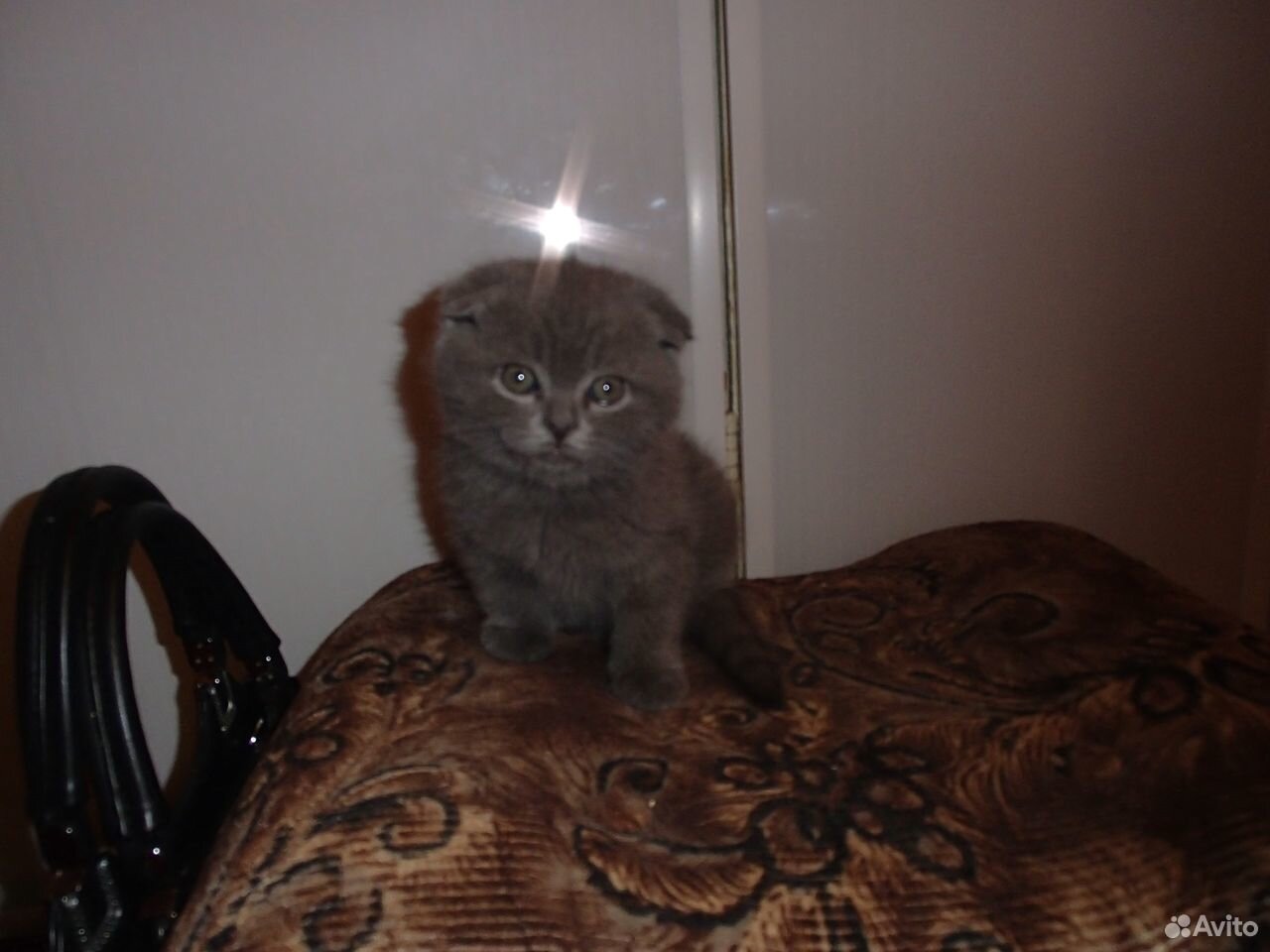 Шотландский котенок купить на Зозу.ру - фотография № 1