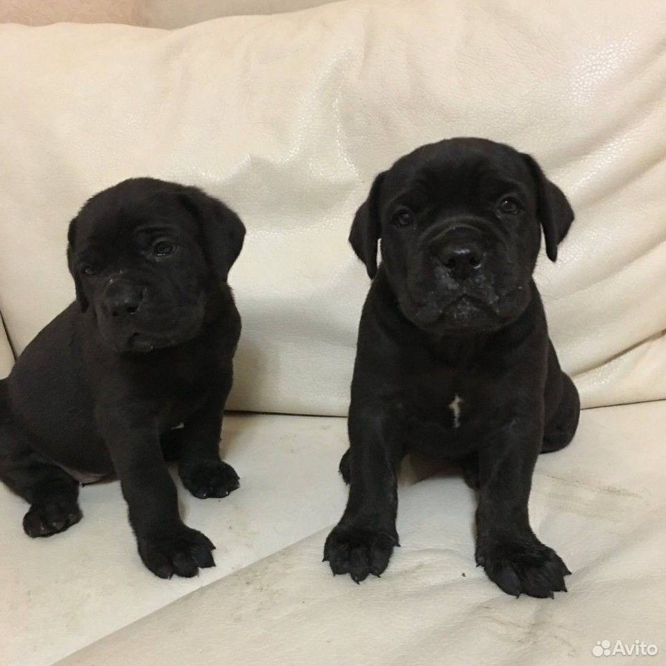 Щенок кане корсо 1 месяц. Кане Корсо щенок 1 месяц. Кане Корсо 1 месяц. Щенок Кане Корсо 3 месяца. Щенок Кане Корсо 4 месяца.