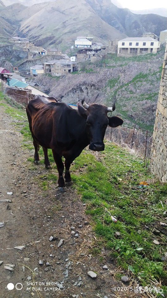 Коровы с тёлками купить на Зозу.ру - фотография № 1