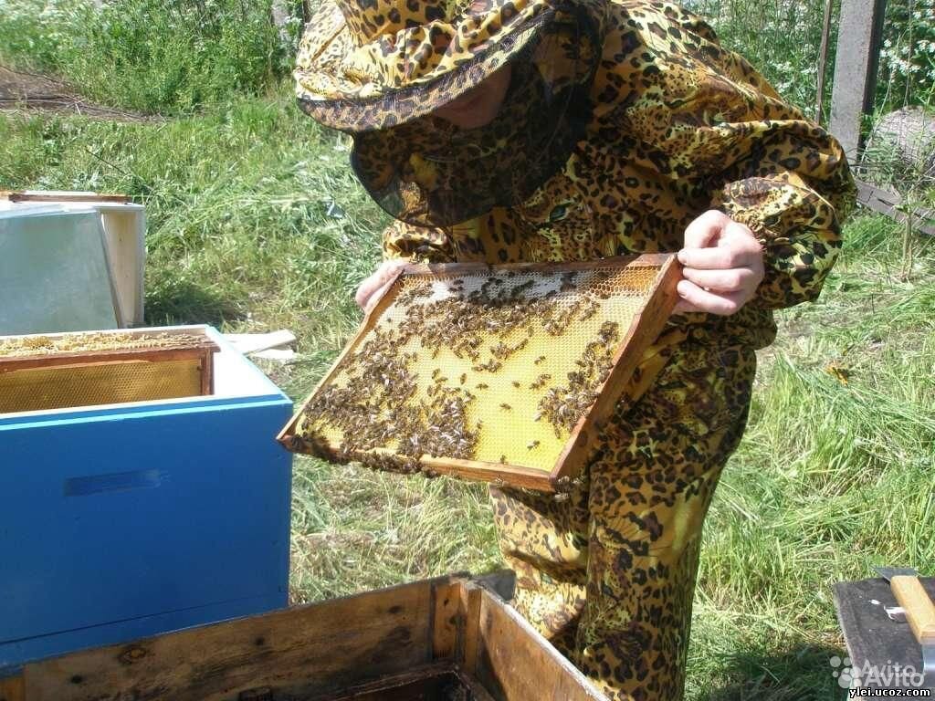 Пчёлы, семьи пчёл купить на Зозу.ру - фотография № 1
