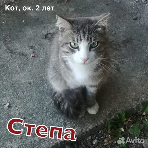 Молодой спокойный и ласковый кот Степа купить на Зозу.ру - фотография № 1