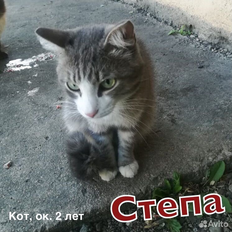 Молодой спокойный и ласковый кот Степа купить на Зозу.ру - фотография № 3
