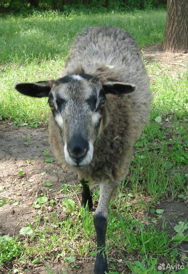 Молодая овца. Романовская купить на Зозу.ру - фотография № 1