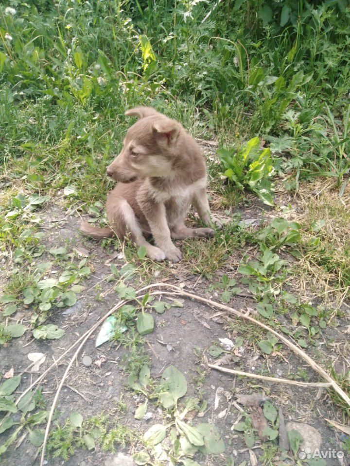 Собака щенок купить на Зозу.ру - фотография № 1