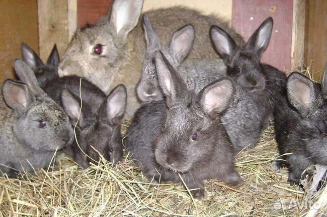 Продам кроликов разных пород купить на Зозу.ру - фотография № 3