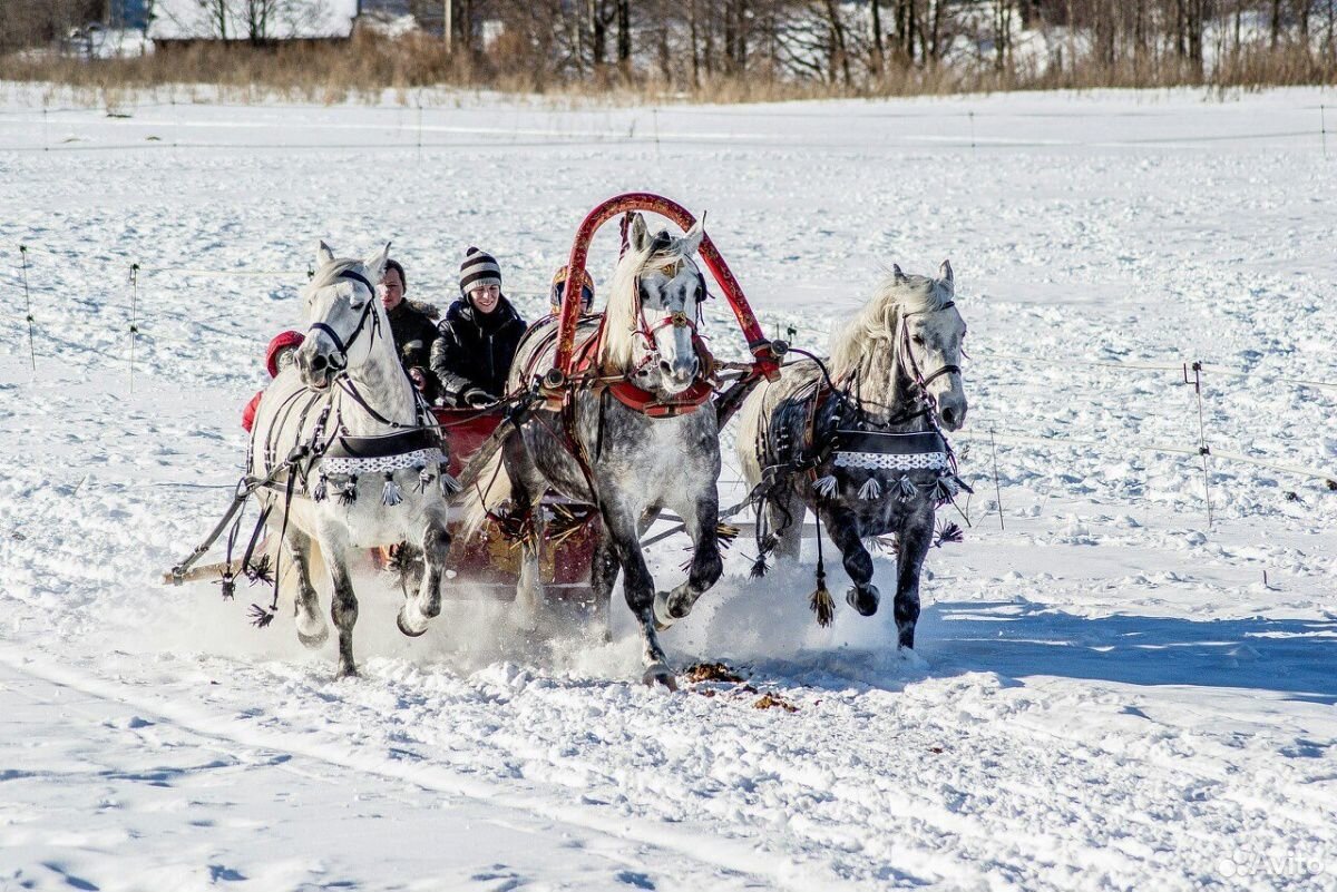 Упряжь для тройки лошадей купить на Зозу.ру - фотография № 6
