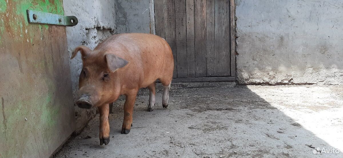 Свинки 4 и 6 мес купить на Зозу.ру - фотография № 6