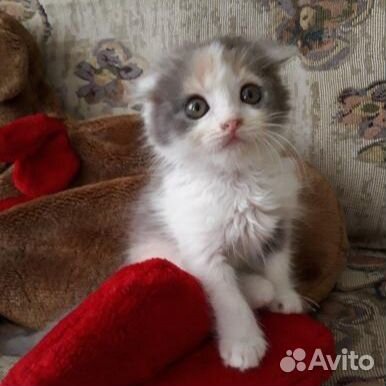 Кошечка в добрые руки купить на Зозу.ру - фотография № 1
