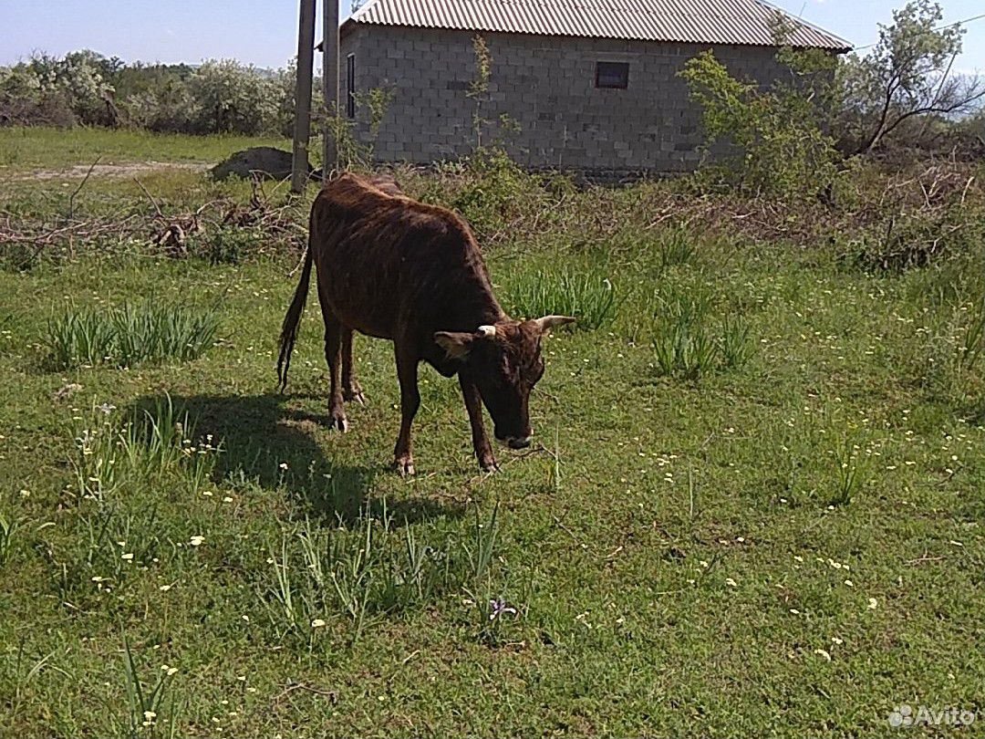 Корова и теленок купить на Зозу.ру - фотография № 8