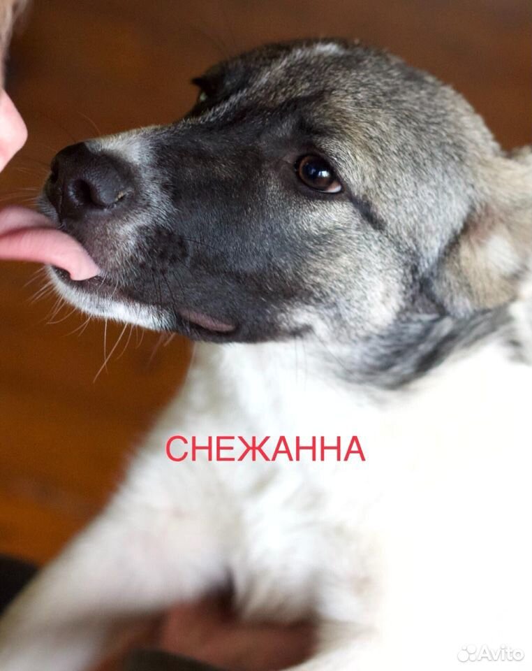 Собака в хорошие руки купить на Зозу.ру - фотография № 6