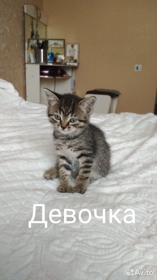Отдам в хорошие руки котят купить на Зозу.ру - фотография № 2