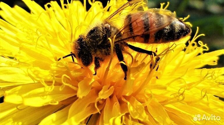 Пчелы многокорпусного содержания купить на Зозу.ру - фотография № 1
