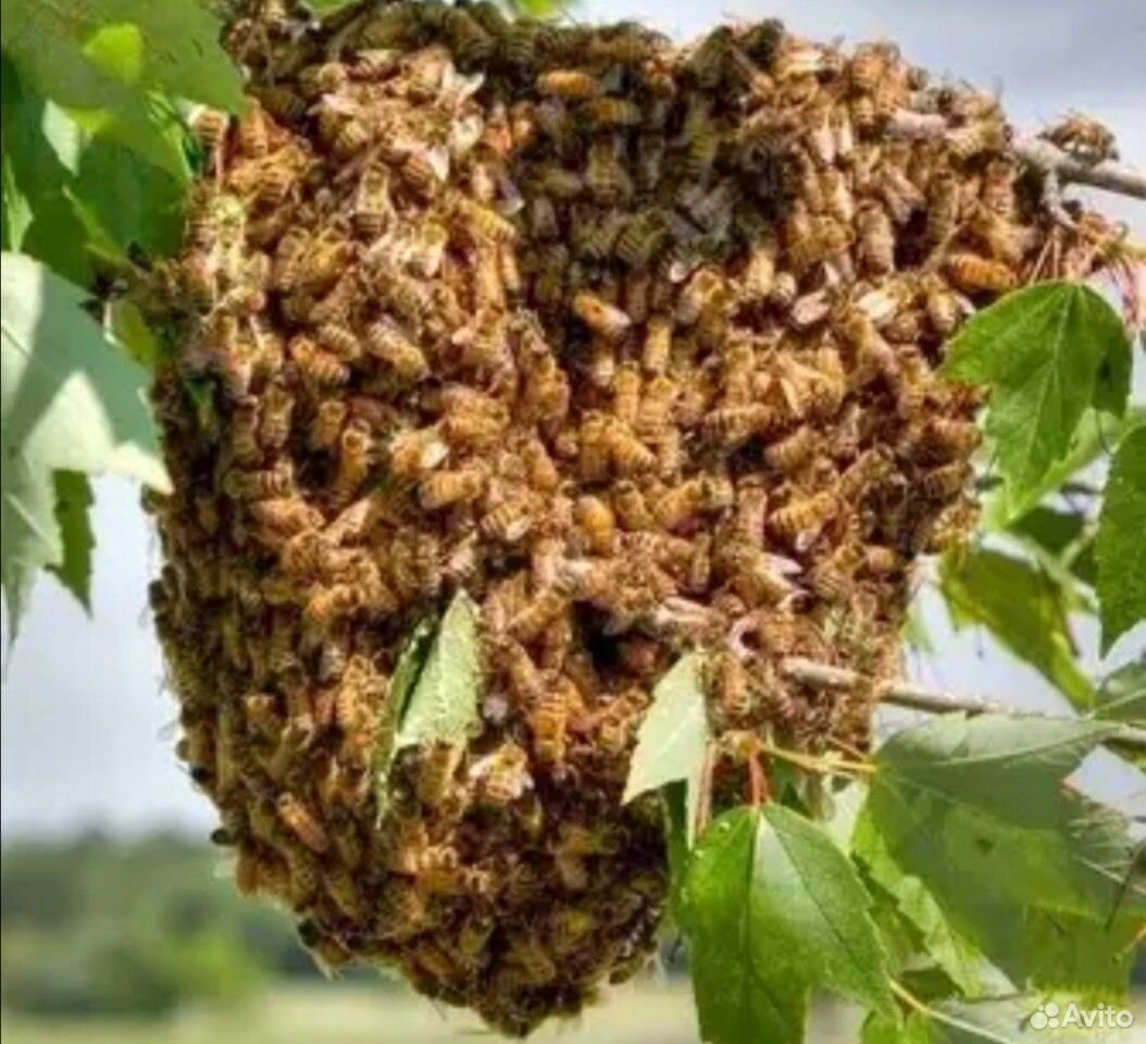 Роевые пчелы. Пчелиный Рой. Роение пчел. Роение диких пчел. Рой пчел у улья.