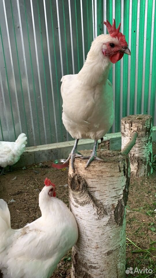 Бресс гальские инкубационное яйцо и цыплята купить на Зозу.ру - фотография № 4
