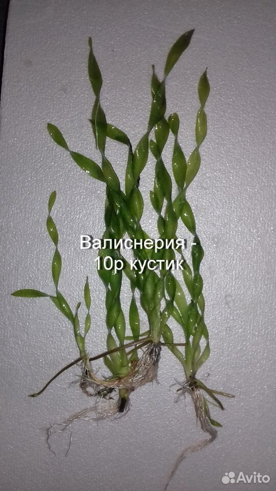 Креветки, раки, рыбки, растения купить на Зозу.ру - фотография № 7