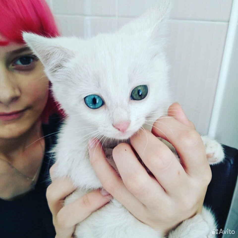 Кошечка с разными глазками купить на Зозу.ру - фотография № 1
