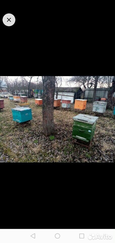 Пчёлы,ценна договорная купить на Зозу.ру - фотография № 1