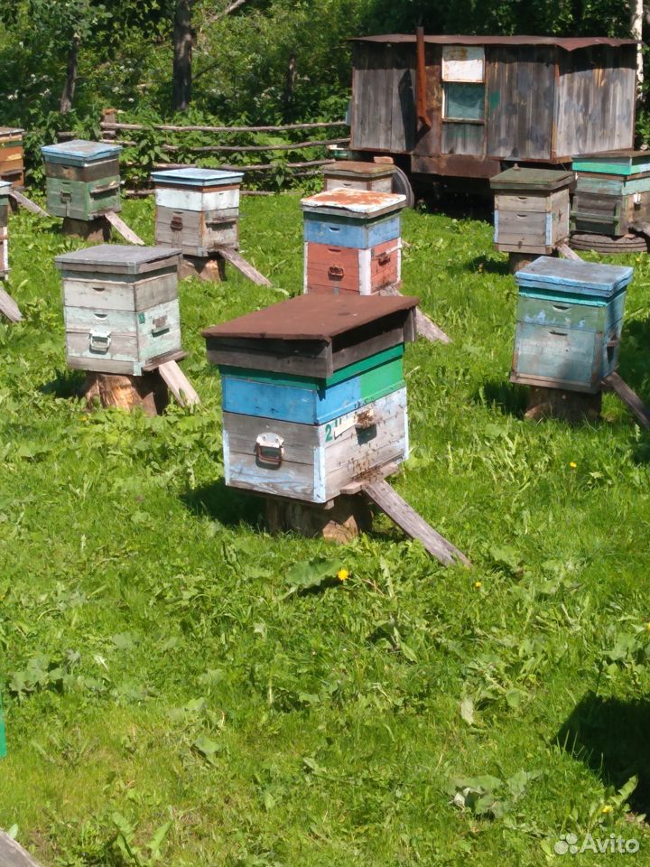 Пчёло семьи купить на Зозу.ру - фотография № 2