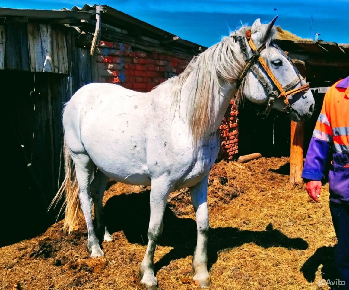 Лошадь (объезженная) купить на Зозу.ру - фотография № 1