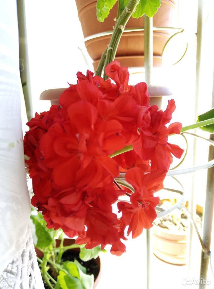 Комнатные цветы герани купить на Зозу.ру - фотография № 2