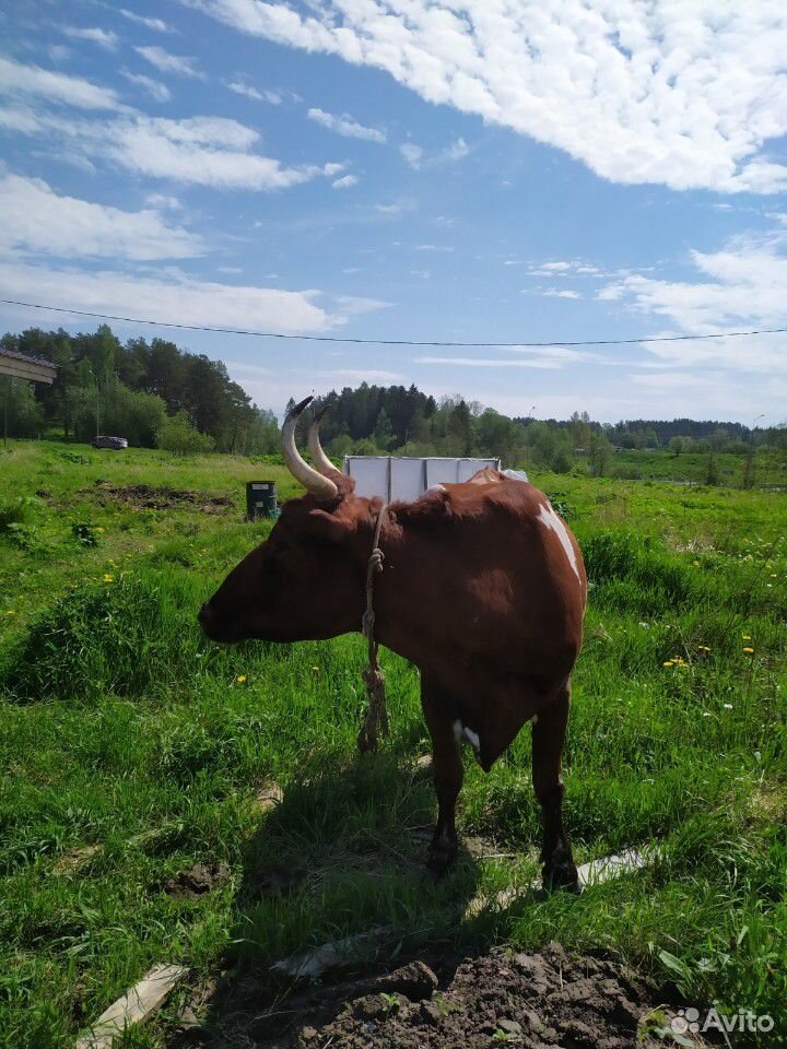 Коровы и быки купить на Зозу.ру - фотография № 4